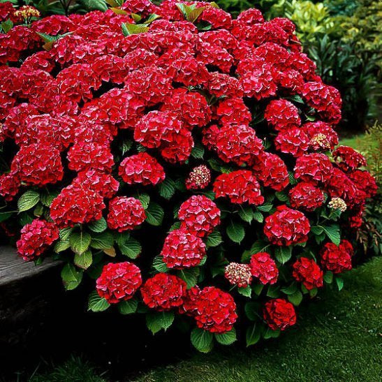 Image of Cardinal red hydrangea in a garden setting