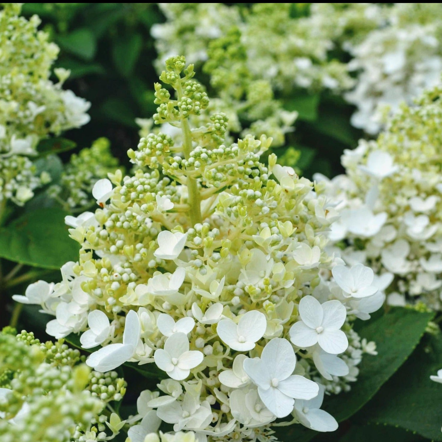 Image of Green Lacy Hydrangea