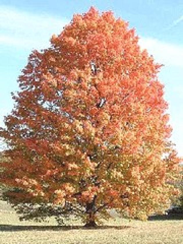 Silver Maple Tree Brings Color To Your Landscape Year Round Very Fast Pixies Gardens