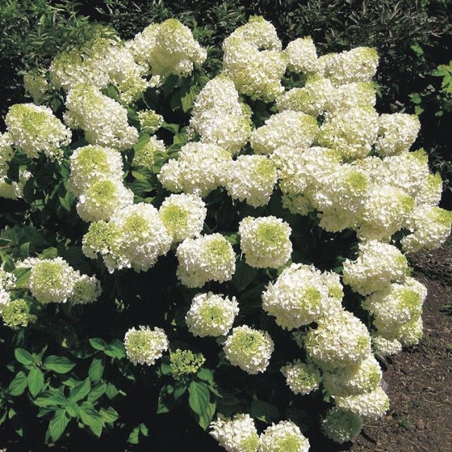 Image of Hydrangea silver dollar flower