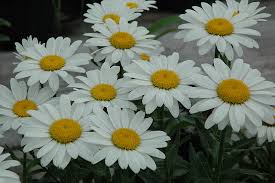 snowcap daisy