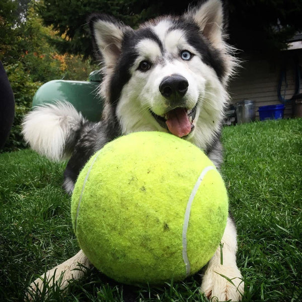 doggy jumbo ball