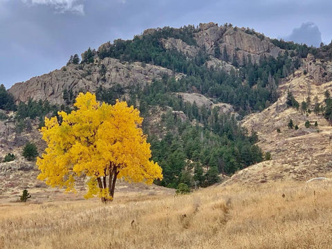 Quaking Aspen