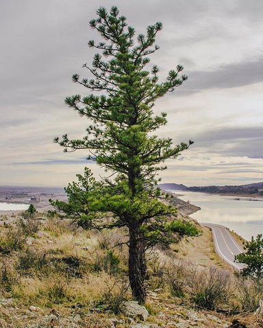 Horsetooth'd Photo- November 2017