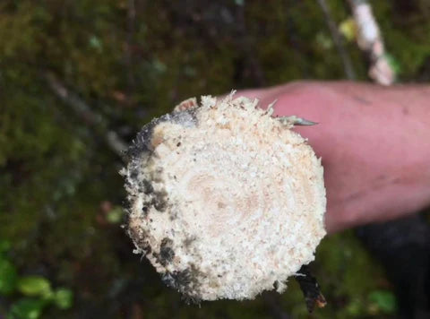 A close up of a cut piece of wood.