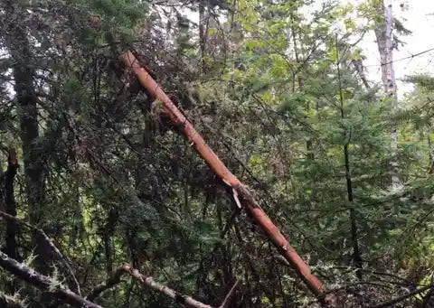 Fallen tree in the middle of the woods.