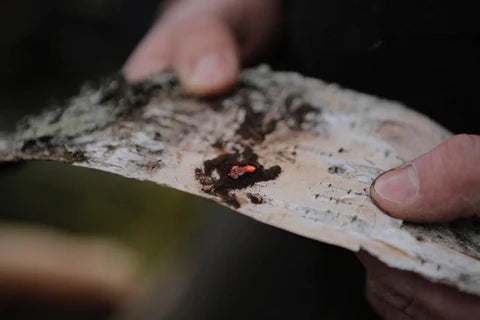 A person holding a piece of birch wood with an ember burning on it.