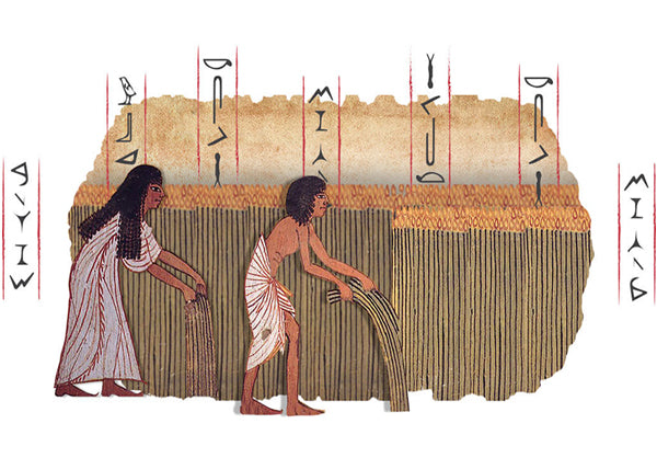 Egyptians Harvesting Linen Flax for yarn