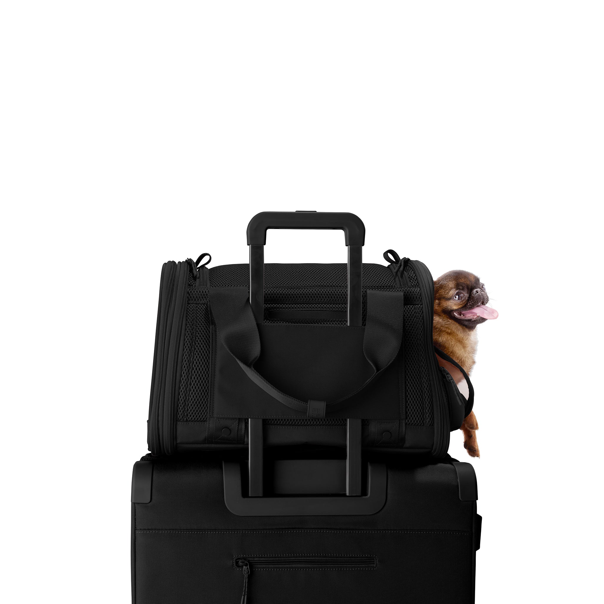 Kyoto Pet Carrier in Onyx, Small