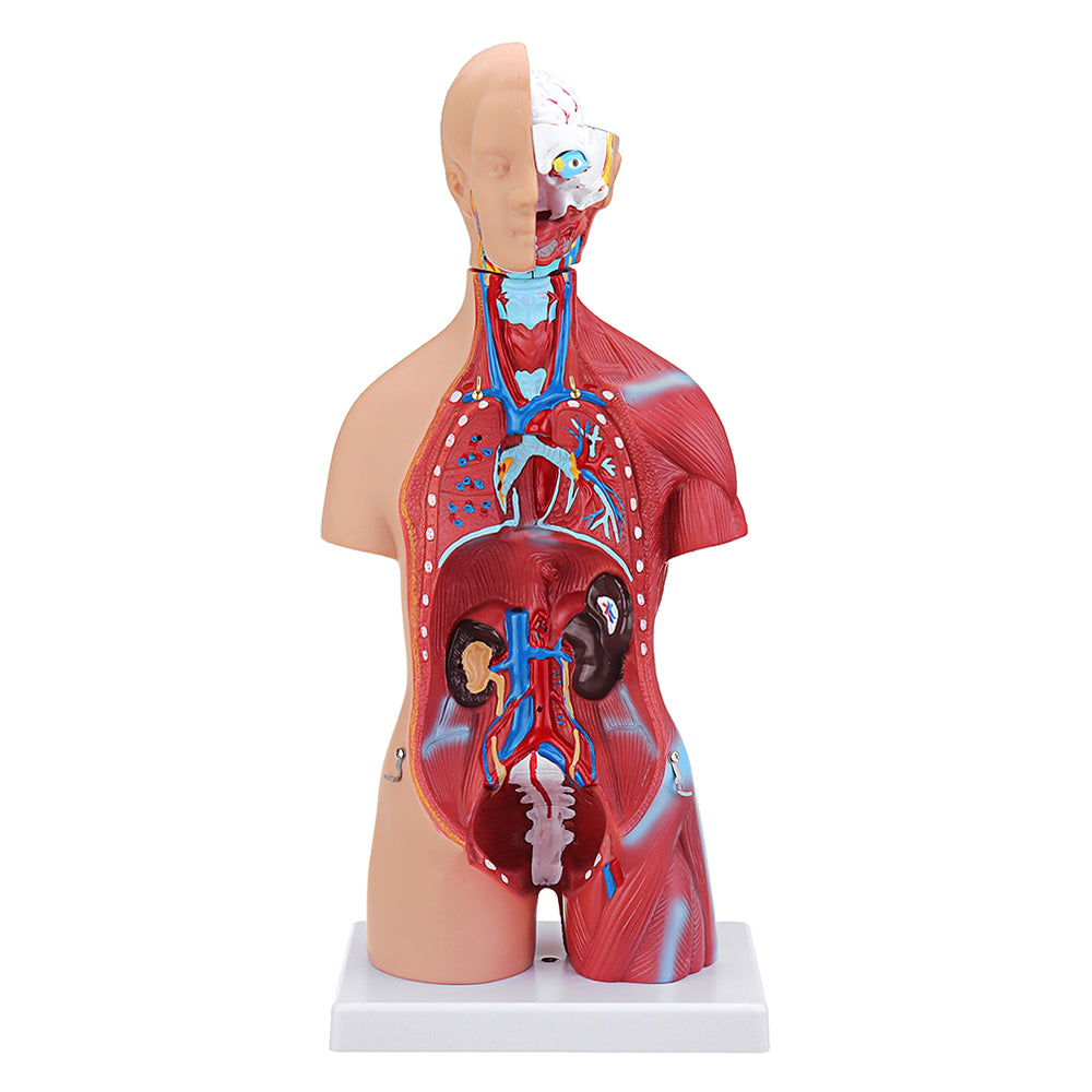 55cm Human Anatomy Unisex Torso Assembly Visceral Anatomical Model Toys Ace 0292