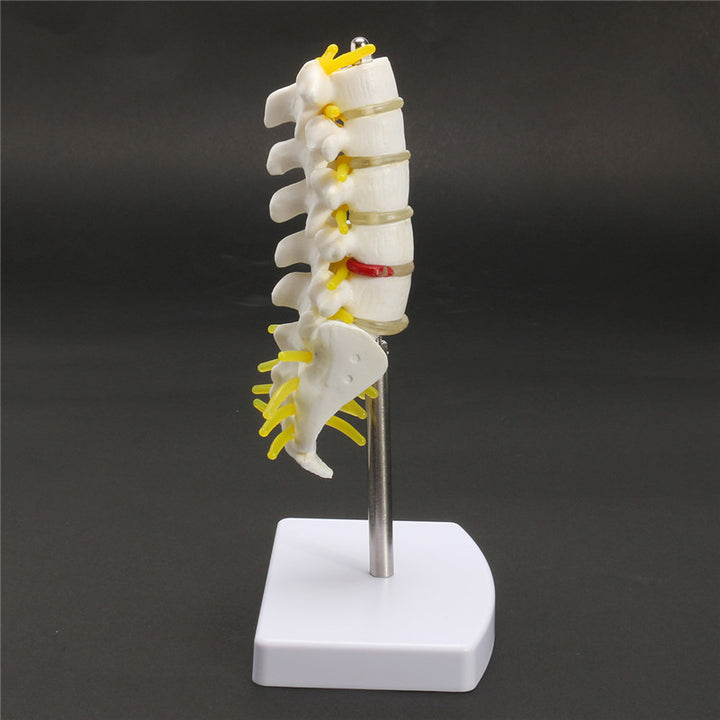 Mini Human Lumbar Vertebrae Sacrum Coccyx Anatomy Medical Spine Model ...