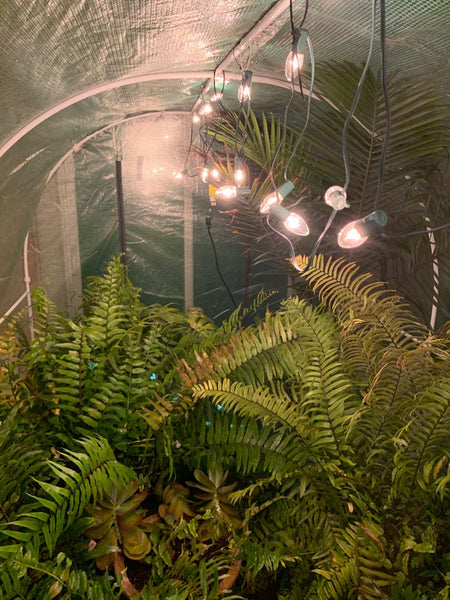 Lighted Quictent greenhouse with lush ferns