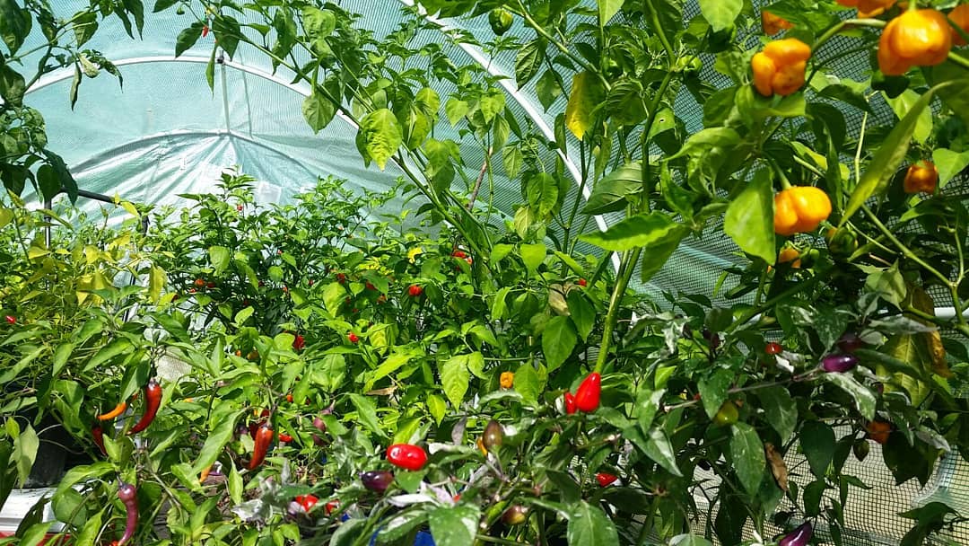 Mature peppers waiting for harvest