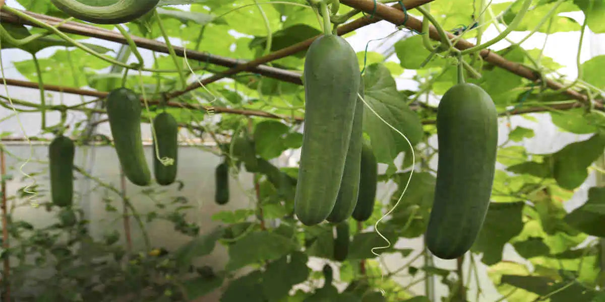 Plant Cucumber