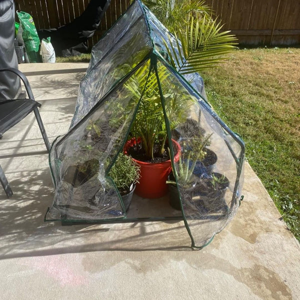 Repotted ferns in Quictent mini greenhouse