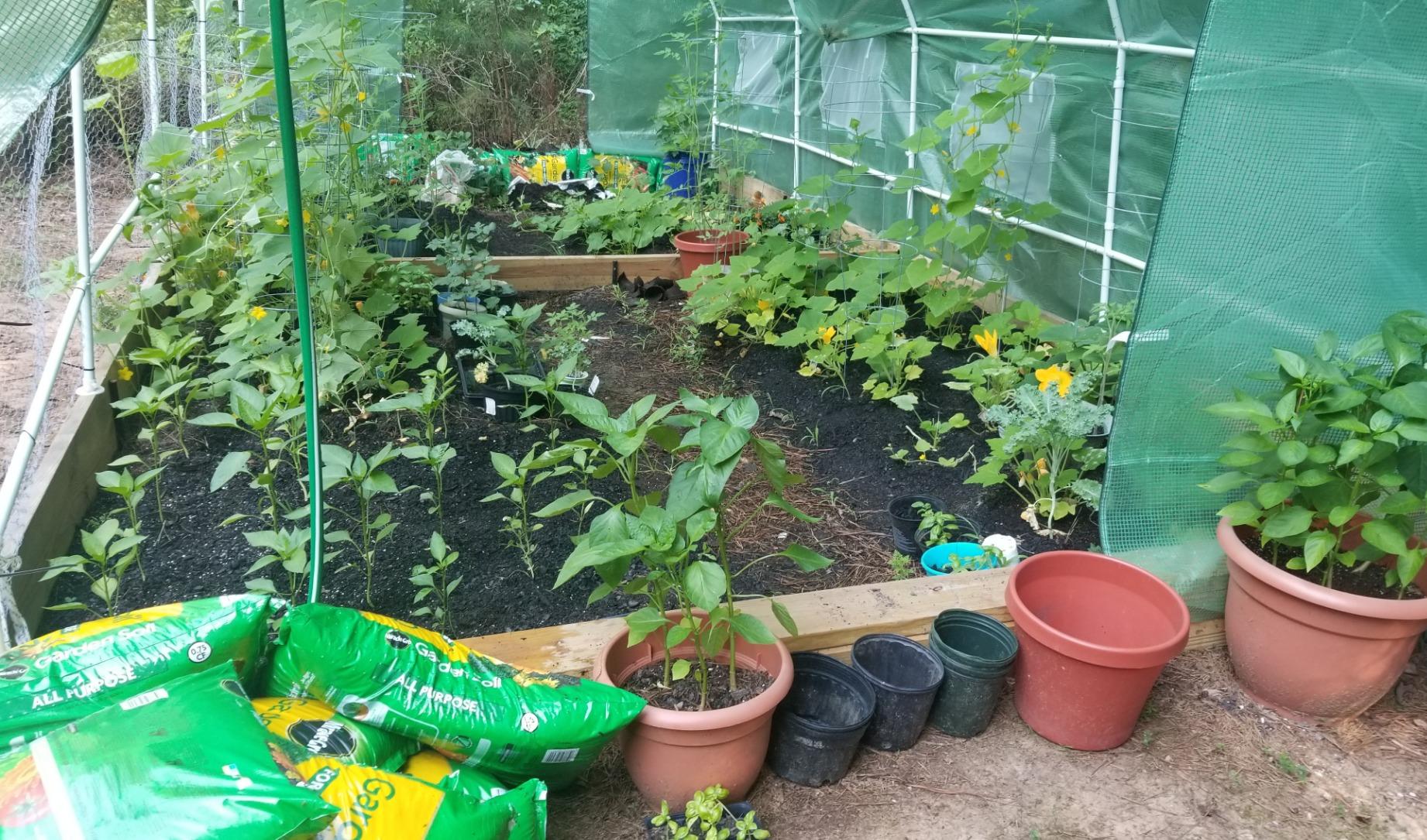 Young growing pepper plants inside Quictent greenhouse