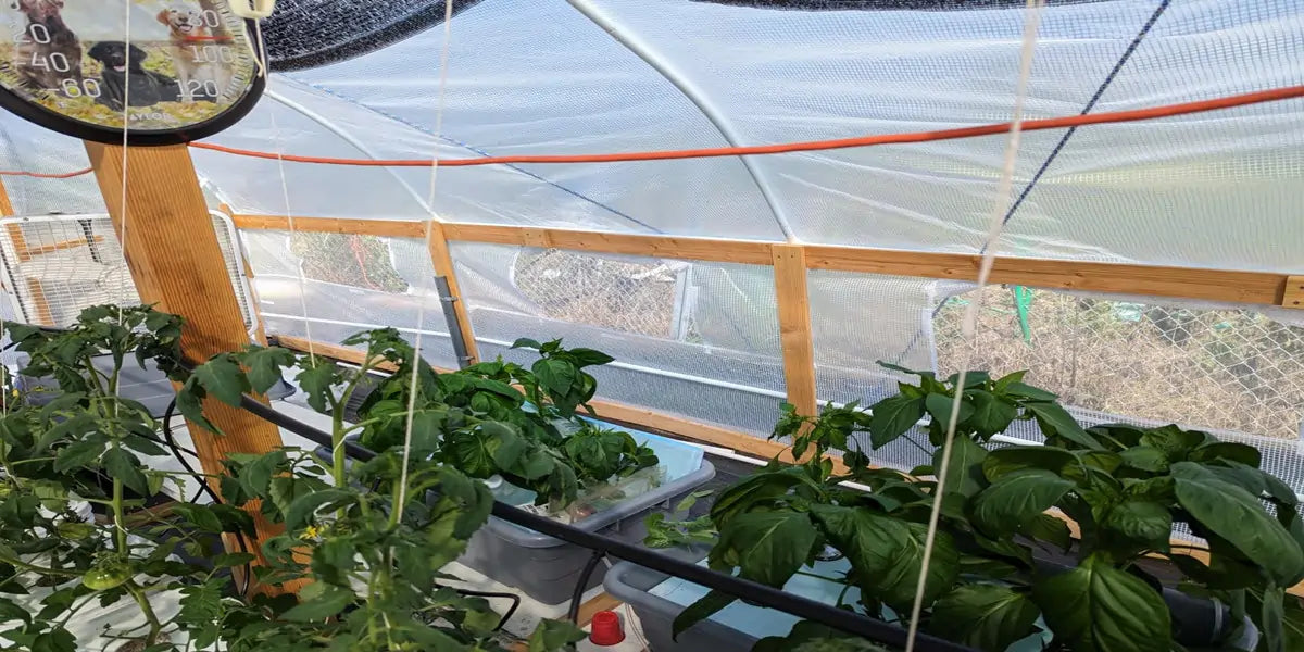 white greenhouse inside