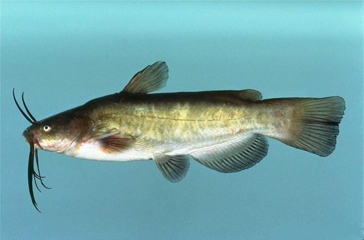 Bullhead Catfish