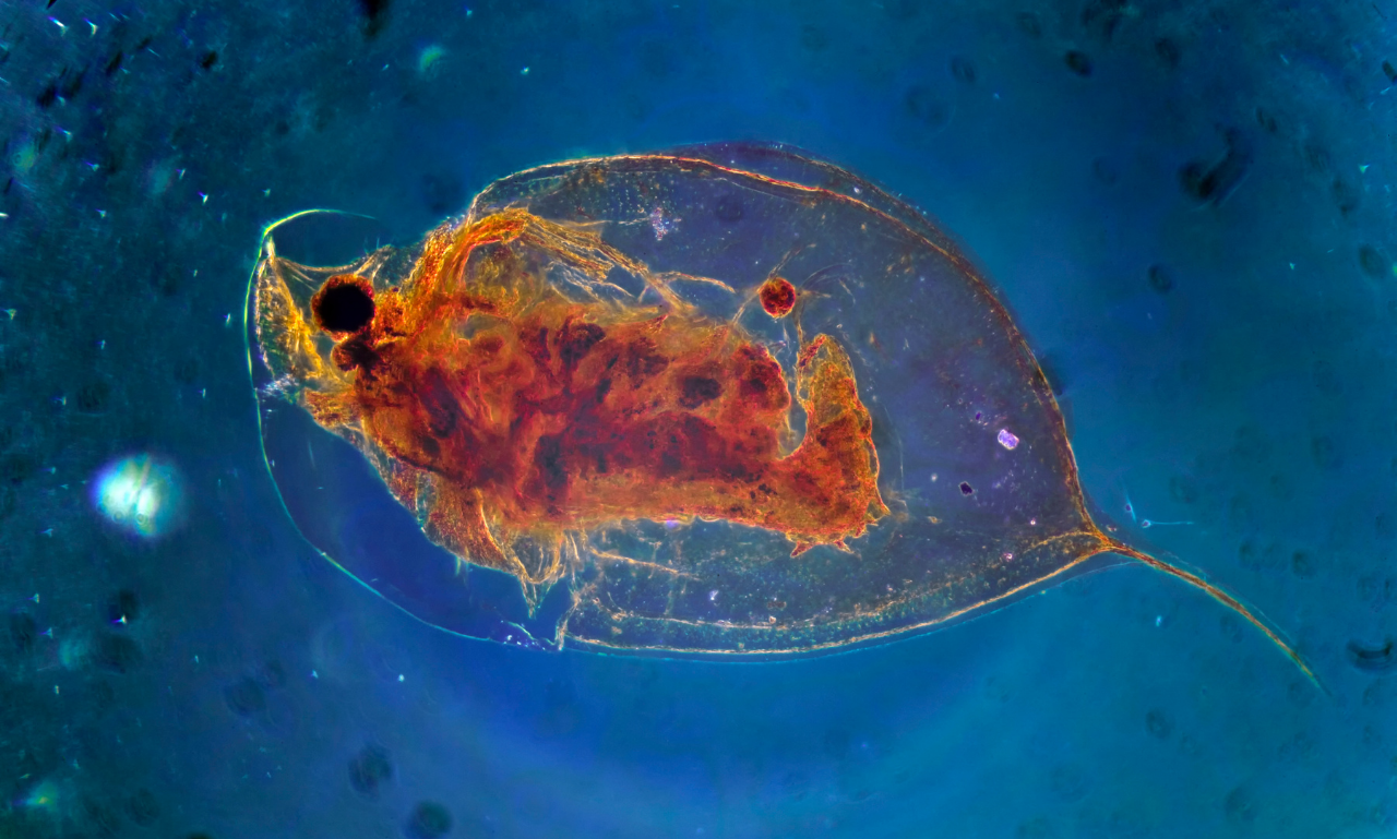 Зоопланктон дафния. Рачок дафния. Дафния Магна под микроскопом. Морская дафния.