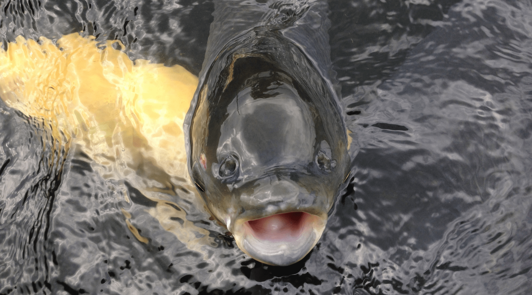 Grass Carp In Pond