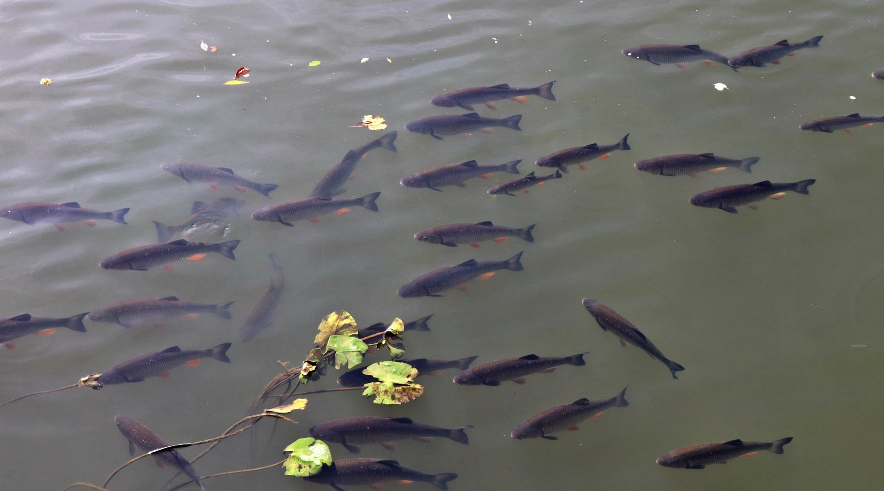 A group of grass carp in lake