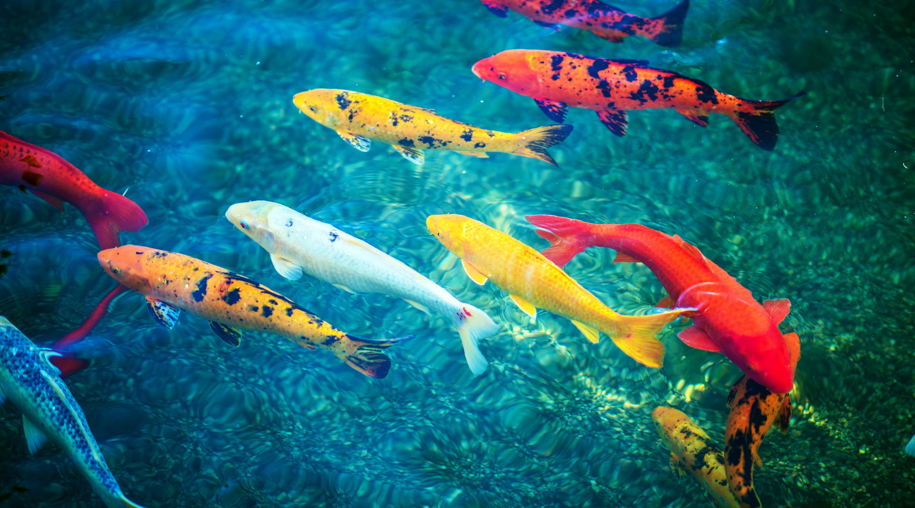 Koi carp in pond