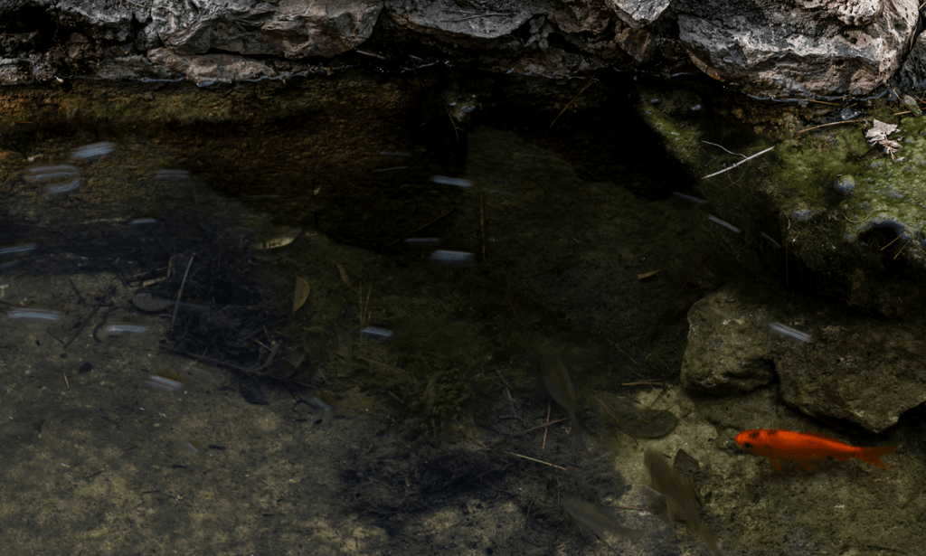 Forage Fish