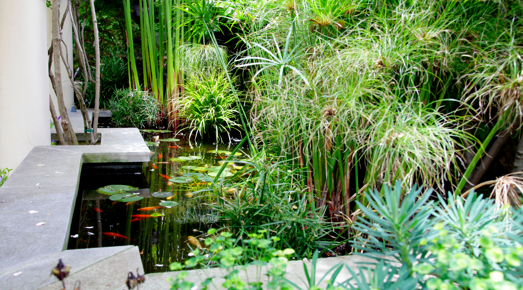 Japanese Koi Carp Pond