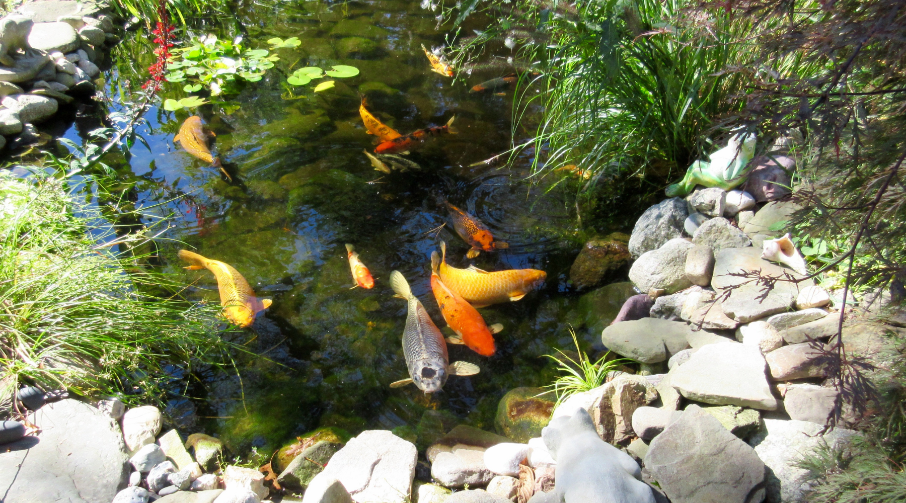 Golden Koi Carp