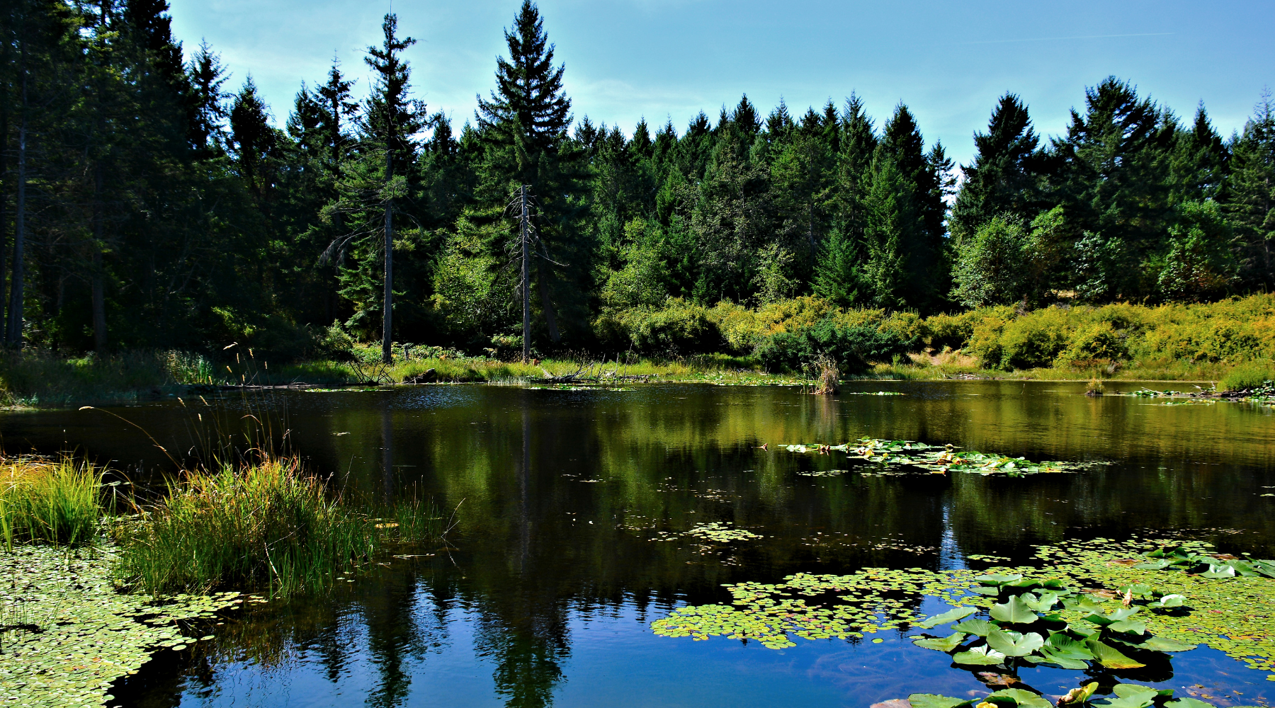 Controlling Algae In Lake