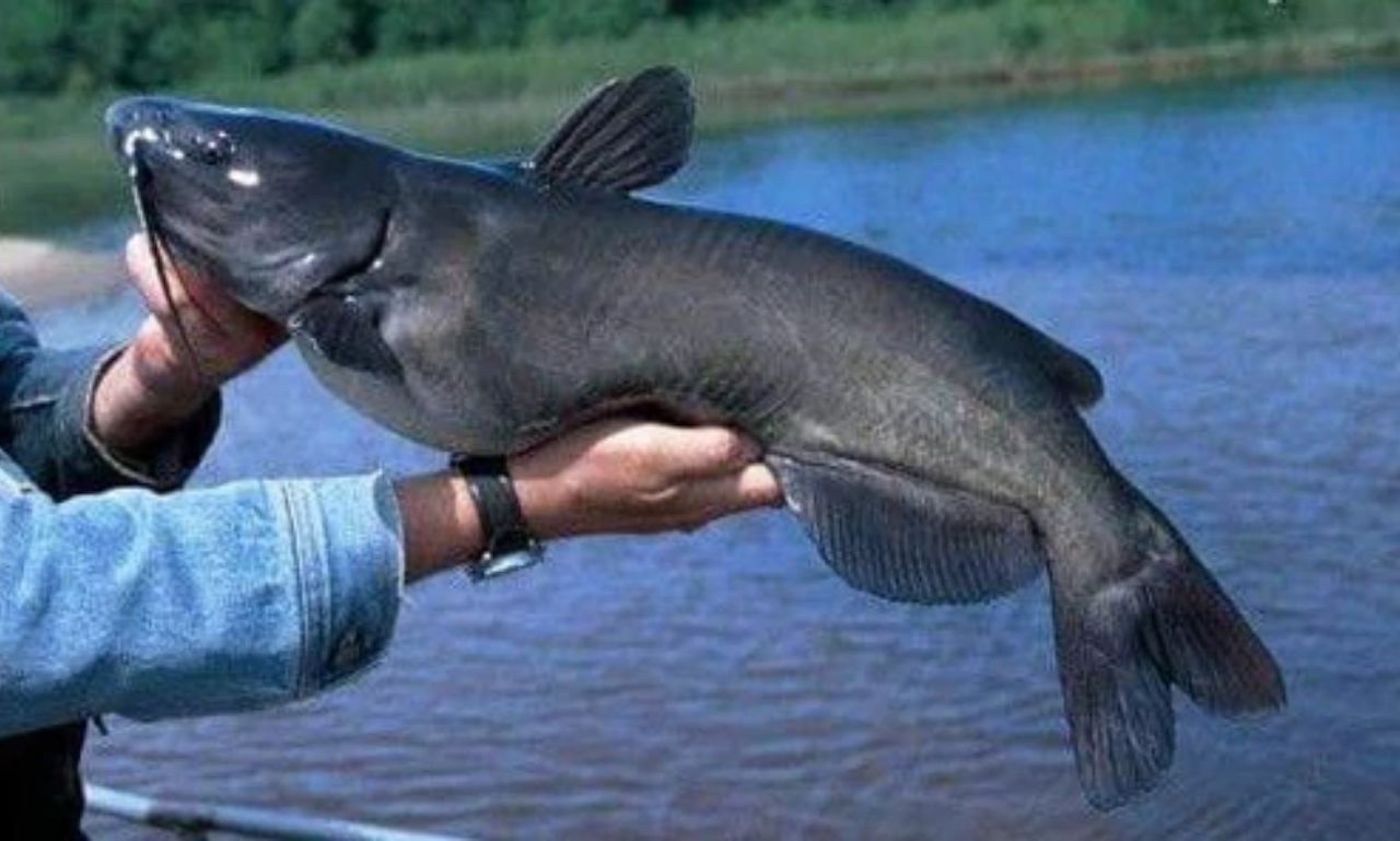 Live Channel Catfish for Sale