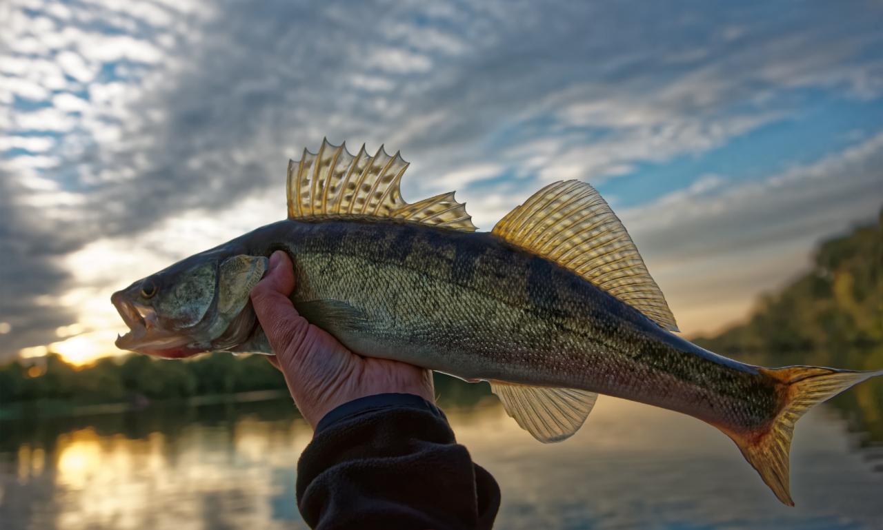 Live Walleye Freshwater Fish for Sale