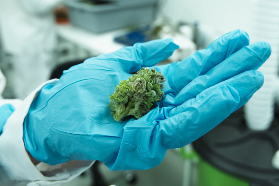 Gloves for Cannabis Industry