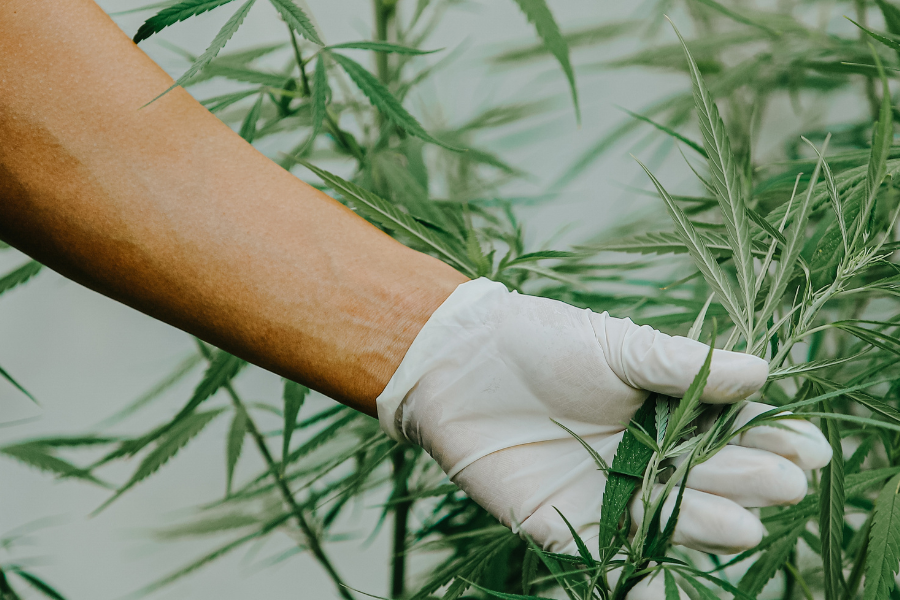 Gloves for Cannabis Farming