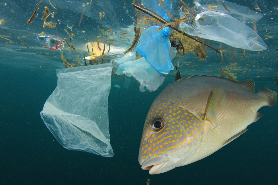 Ocean Plastic Pollution