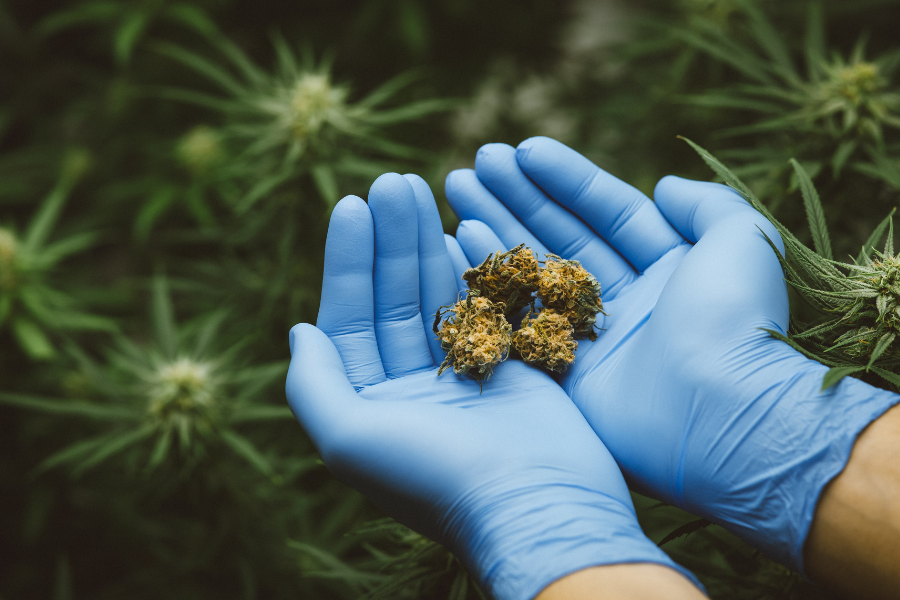 Disposable Gloves for Cannabis Manufacturing