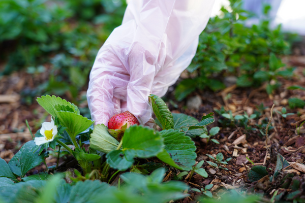 Compostable Plant-Based Gloves