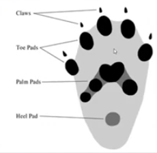 The morphology of an animal track