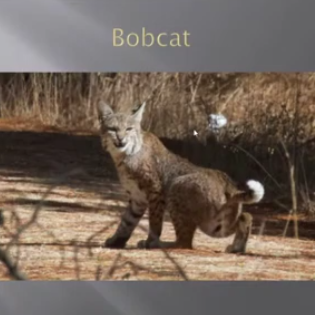 A nimble bobcat looks cautious
