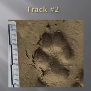 An unknown animal track