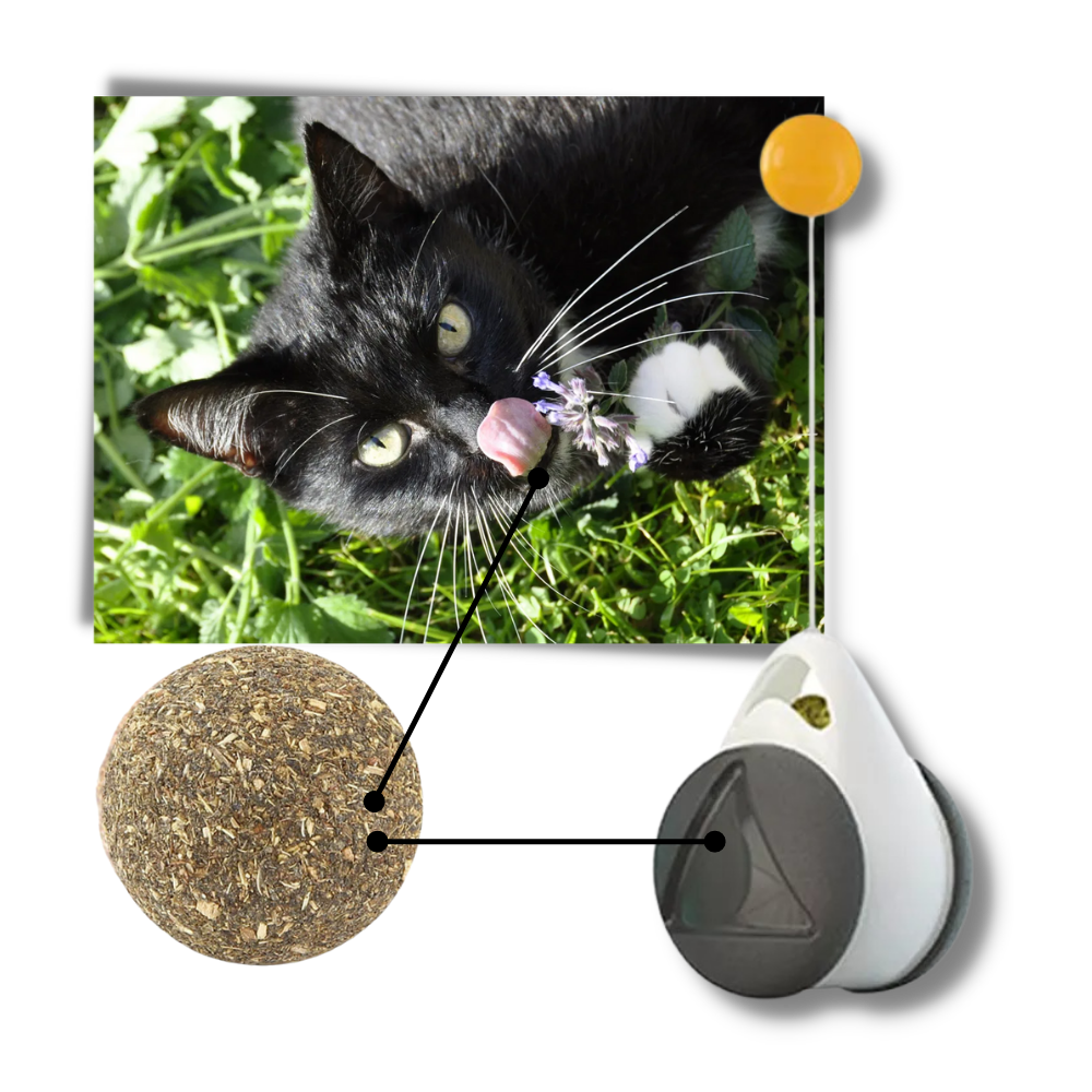 Interaktiv bolleksak för katter - Boll av kattmynta - Ozerty