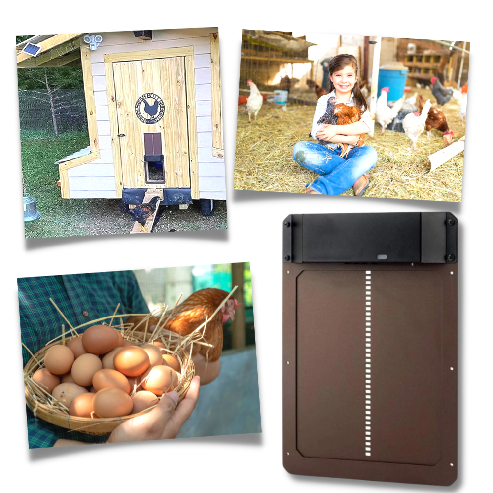 Automatic Chicken Coop Door - User-Friendly Operation and Maintenance - Ozerty