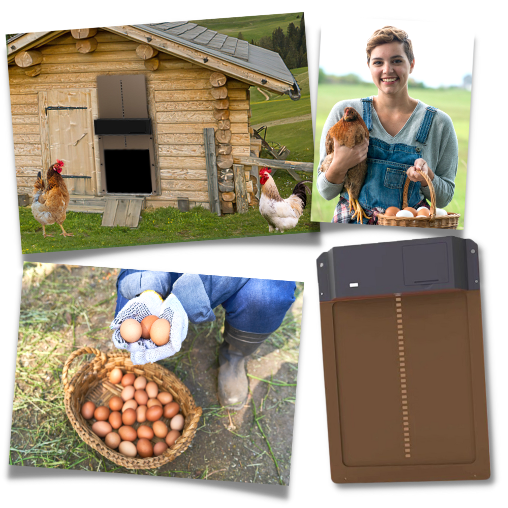 Automatic Chicken Coop Door - Ozerty