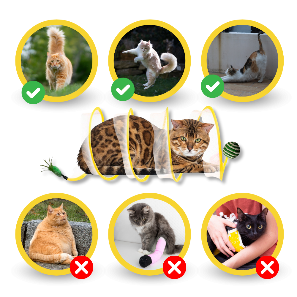 Tunnel interattivo compatto per gatti - Migliorate la salute dei felini attraverso il gioco interattivo - Ozerty