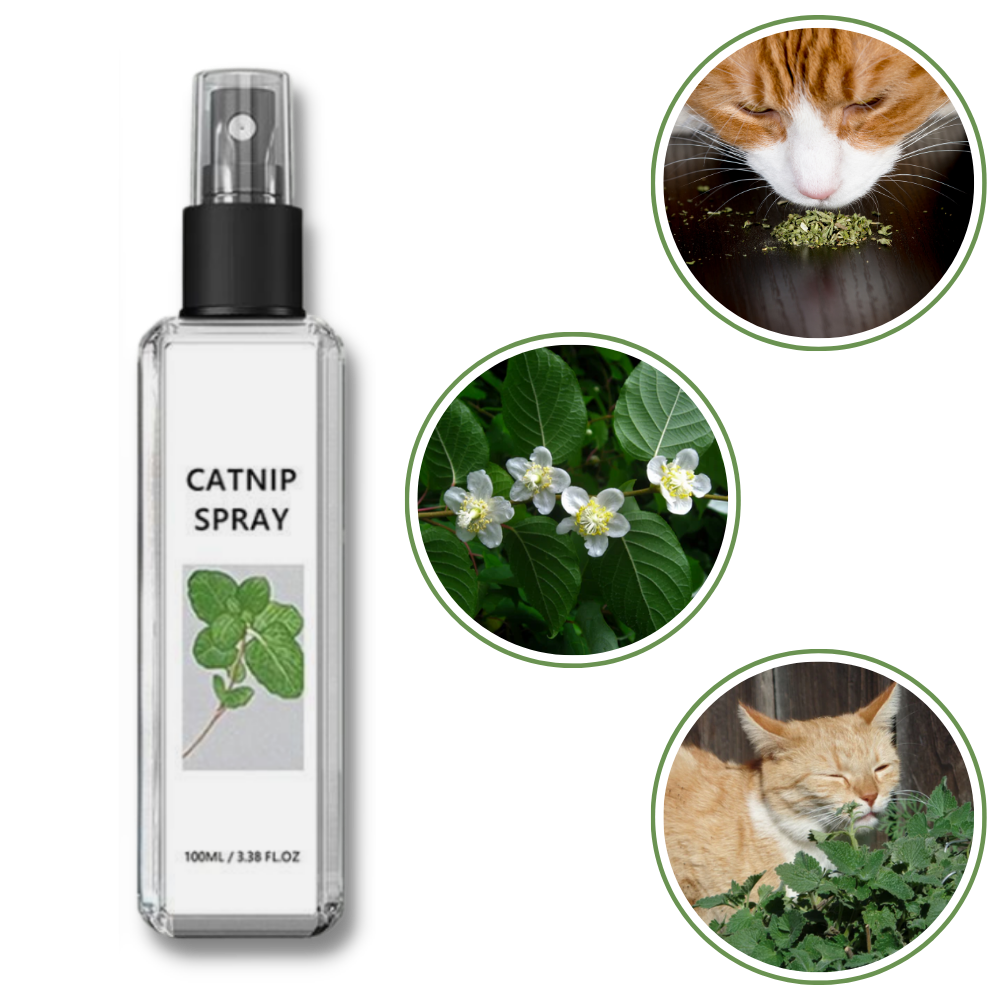 Pure Natural Silvervine For Cats - The Game-Changer in Feline Attraction - Ozerty