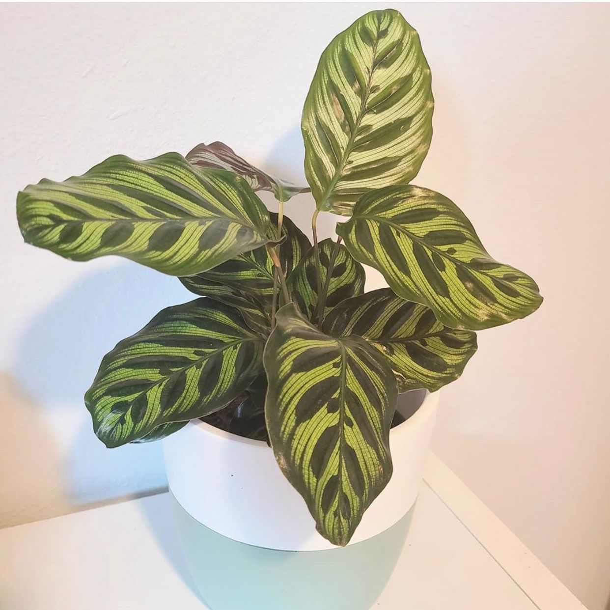 Peacock Calathea, Calathea Makoyana | Ansel & Ivy - Potted Plants ...