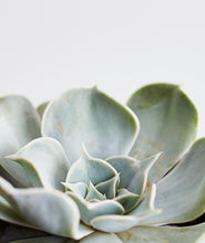 Load image into Gallery viewer, Succulent Trio