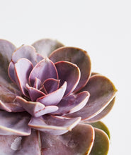 Load image into Gallery viewer, Succulent Trio