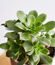 Load image into Gallery viewer, Succulent Trio