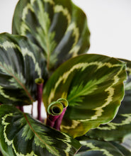 Load image into Gallery viewer, The Calathea Collection